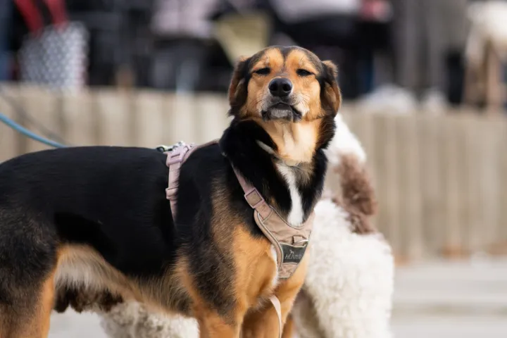 Osijek, 31. 12. 2025., Doček australske Nove godine, Bajtaaustralska nova godina; doček; bajta; posjetitelji; silsvestrovo