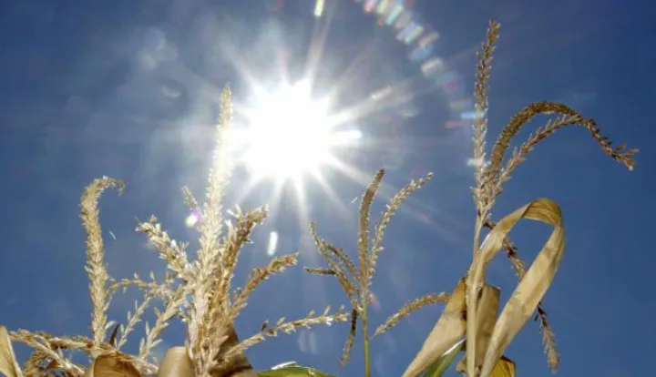 ?20.08.2012., Cakovec - Susa u Medjimurju, ilustracija. Photo: Vjeran Zganec-Rogulja/PIXSEL------MAGATZIN, 14.STR.,KOLOR4 STUPCA!!!