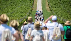 baranja wine walk 2023