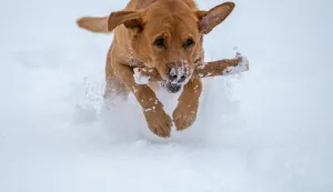 pas, igra na snijegu