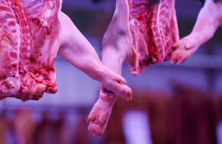 30.12.2025., Zagreb - Uoci kraja godine na trznici Dolac jutros su se stvorile velike guzve a najvise za kupovinu odojka. Photo: Sanjin Strukic/PIXSELL