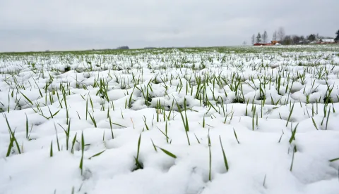 09.04.2017., Garesnica, Kaniska Iva -Polje psenice obavio je snjezni pokrivac koji ju ujedno stiti. Photo: Damir Spehar/PIXSELL