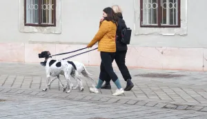 Osijek, 27. 02. 2025., Tvrđa, jutro, jutro u Tvrđi, jutarnja rutina, &scaron;etnja pasa; pas; psi; &scaron;etnjaSNIMIO BRUNO JOBST