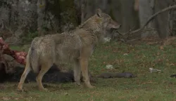 Neukroćena Italija - glavni grabežljivci: Povratak vučjeg čopora, dokumentarna serijaWILD ITALY - TOP PREDATORS