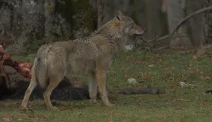 Neukroćena Italija - glavni grabežljivci: Povratak vučjeg čopora, dokumentarna serijaWILD ITALY - TOP PREDATORS