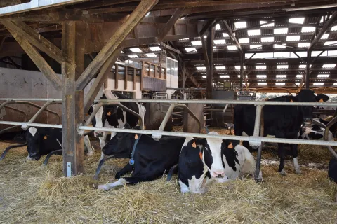 mliječne holstein krave selo poljoprivreda (Francuska 2018)