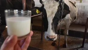 04.03.2016., Markovac - Jedan od najvecih proizvodjaca kravljeg mlijeka Milivoj Manojlovic iz Markovca, Opcina Biskupija, nije zadovoljan niskom otkupnom cijenom mlijeka koja je u Hrvatskoj jako mala. Photo: Hrvoje Jelavic/PIXSELL------3 st color ekonomija