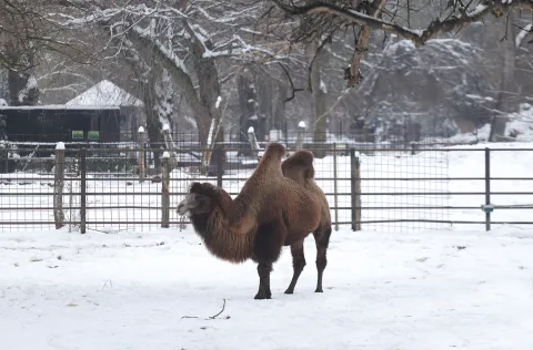 Osijek, 13. 01. 2026., ZOO Osijek, obilazak, zima, snijeg, ZOO 2026, devaSNIMIO BRUNO JOBST