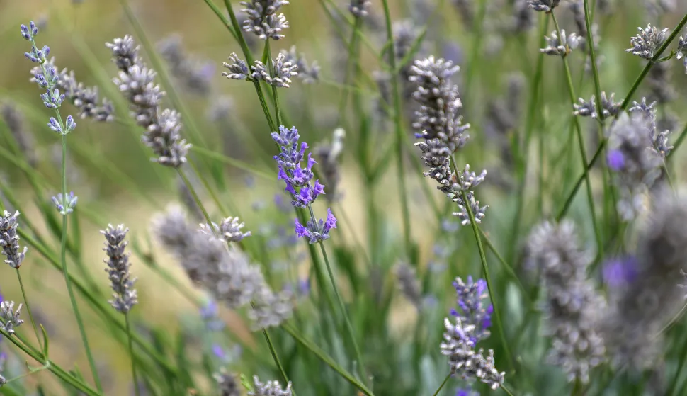 Osijek, 06. 08. 2025., Jug 2, Osječki urbani vrtovi, urbani vrtovi, Udruga Osvrt, poljoprivreda, povrće, voće, uzgajanje, lavanda SNIMIO BRUNO JOBST