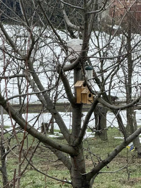 Stanovnike Starih Jankovaca ovih je dana dočekao nesvakida&scaron;nji prizor. U samom sredi&scaron;tu mjesta, na granama oraha stradalog u olujnom nevremenu, utoči&scaron;te je prona&scaron;lo čak deset jedinki male u&scaron;are (Asio otus).