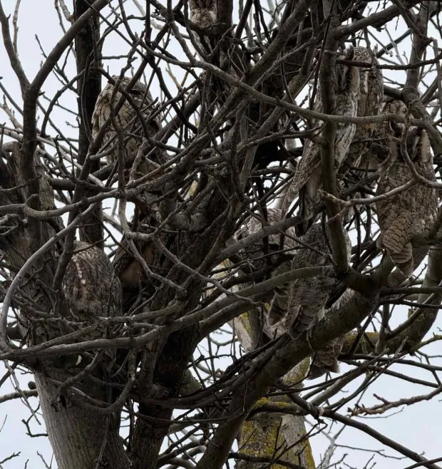 Stanovnike Starih Jankovaca ovih je dana dočekao nesvakida&scaron;nji prizor. U samom sredi&scaron;tu mjesta, na granama oraha stradalog u olujnom nevremenu, utoči&scaron;te je prona&scaron;lo čak deset jedinki male u&scaron;are (Asio otus).
