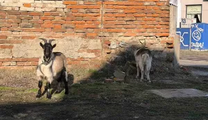 Neobičan par odlučio je pro&scaron;etati ulicama osječkog Bosutskog naselja, zastajući kod svake ograde u Sutlanskoj ulici, a onda i po Kupskoj ulici.