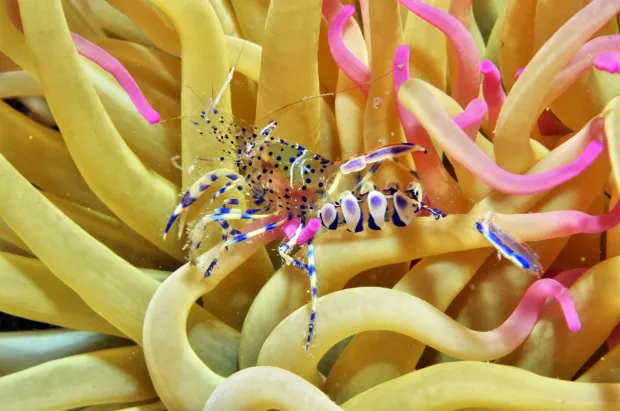 Danijel Frka, jedan od najuglednijih hrvatskih podvodnih istraživača i legenda podvodne fotografije