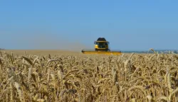 žetva p&scaron;enice