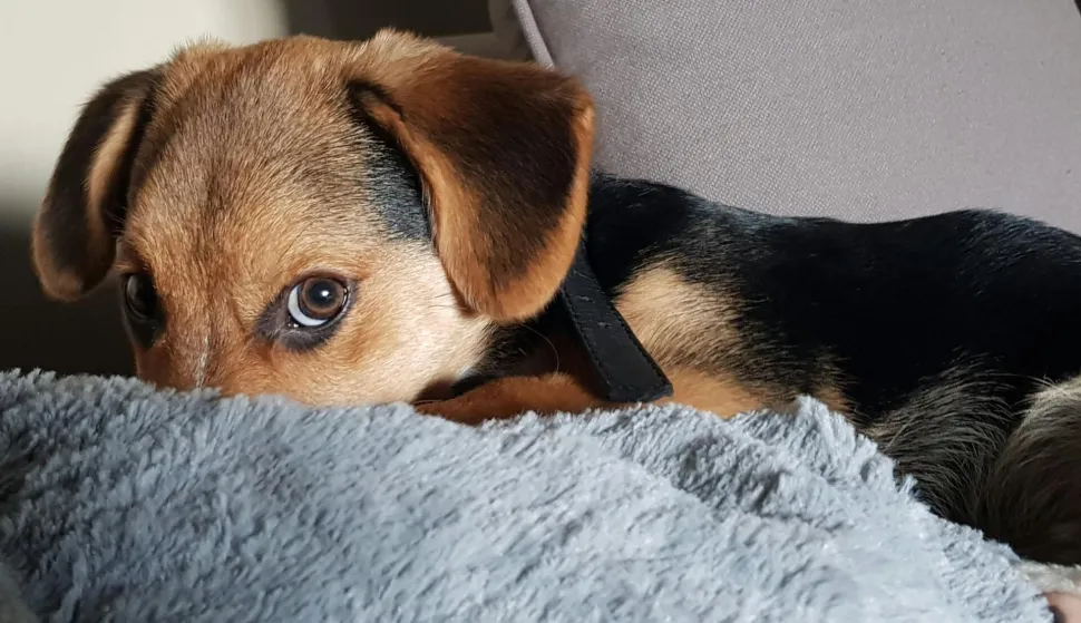 pas strah anksioznost