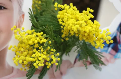 Osijek, 25. 01. 2025., Portanova, Dan mimoza, obilježavanje, 18. Dan mimoza, Nacionakni dan protiv raka vrata maternice, mimoza; mimozeSNIMIO BRUNO JOBST