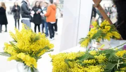 Osijek: 17.01.2014Dan mimoza, nacionalni dan borbe protiv raka vrata materniceSnimio: Josip eri