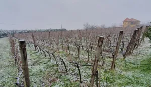 SPOJ TRADICIJE, VRHUNSKIH VINA I ZAJEDNI&Scaron;TVASlave Vinkovo u erdutskom vinogorjuDARKO PEJIĆ