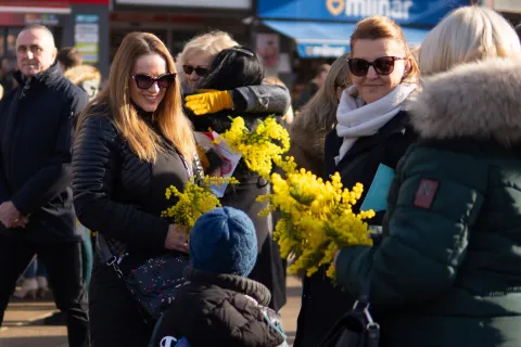 Osijek, 24. 1. 2026., Dan mimozadan mimoza; mimoze; zdravlje; HPV; dan borbe protiv raka maternice