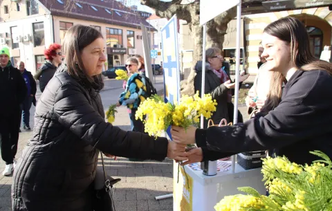 19. Dan mimoza, Vinkovci