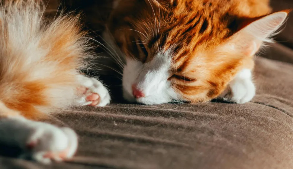 mačka spava