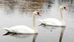 slavonija...vinkovci...29.12.2011.vec godinama u zimskom periodu na bosut dolaze labudovi; ove godine nesto kasne, ali ipak su se pojavili, te sami, ali i zajedno s liskama i divljim patkama uljepsavaju pogled na bosut foto gordan panic