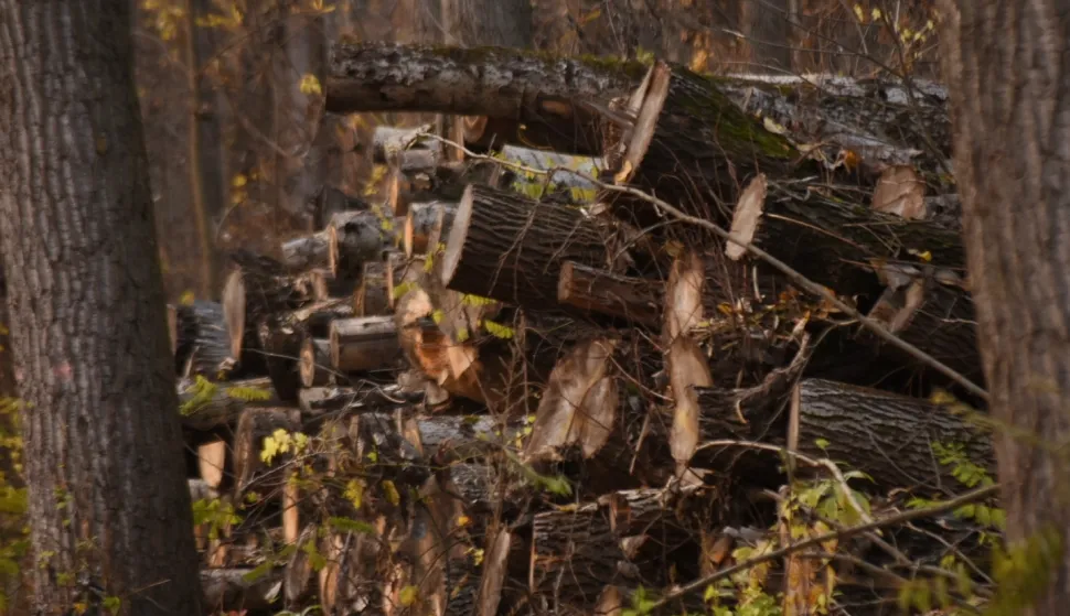 OSIJEK- 08.09.2022., nasjecena drva u &scaron;umi, priprema za zimu, vatra, ogrijev, grijanje na drva, nesta&scaron;ica plina, slobodnjak, ilustracija.Foto: Andrea Ilakovac 