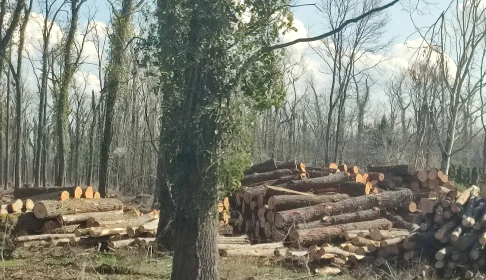 Sječa &scaron;umefoto: Marija Le&scaron;ić Omerović