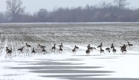 22.01.2022., Kopacki rit - Snjezno jutro u Baranji. PhotoDubravka Petric/PIXSELL