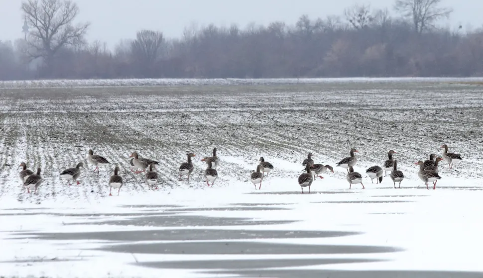22.01.2022., Kopacki rit - Snjezno jutro u Baranji. PhotoDubravka Petric/PIXSELL