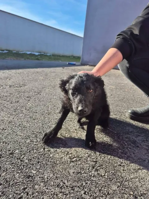 ČAČINCI - SIJEČANJ 2026. - Jedan od napu&scaron;tenih pasa u proteklom periodu na pdoručju općine