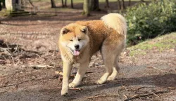 ČAČINCI - SIJEČANJ 2026. - Jedan od napu&scaron;tenih pasa u proteklom periodu na pdoručju općine