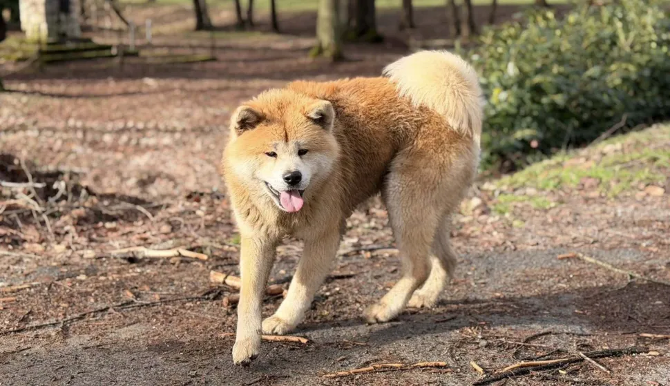 ČAČINCI - SIJEČANJ 2026. - Jedan od napu&scaron;tenih pasa u proteklom periodu na pdoručju općine