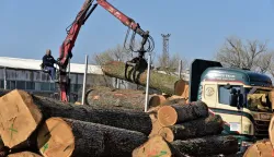 slavonija...vinkovci...02.03.2021.drvna industrija spacva d.d.; izjave za medije povodom zavrsetka grupne strucne prakse u spacvi d.d. u okviru projekta "razvoj i provedba stručne prakse na studijima sumarskog fakulteta" foto Gordan Panić