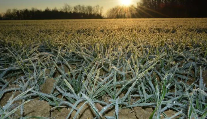 01.12.2016., Garesnica, Kaniska Iva - Niske jutarnje temperature ispod nule dovode do pojave inja na zemljanoj podlozi, pa tako i psenici. Photo: Damir Spehar/PIXSELL------dva stupca novosti