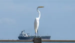 This view shows a great egret (Ardea alba) with the crude oil tanker Blasa from Panama in the background on Lake Maracaibo in Maracaibo, Venezuela, on February 1, 2026. Venezuelan interim President Delcy Rodriguez of oil-rich Venezuela said on January 30, 2026, she had agreed on energy cooperation with India, a day after Caracas opened its hydrocarbons sector to private companies. (Photo by Maryorin Mendez/AFP)