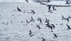 PTICE VODARICE, VSŽ2025./2026.