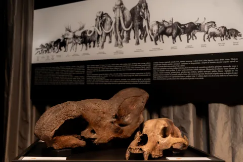 U Muzeju vučedolske kulture otvorena je gostujuća izložba "Doba leda i vatre"