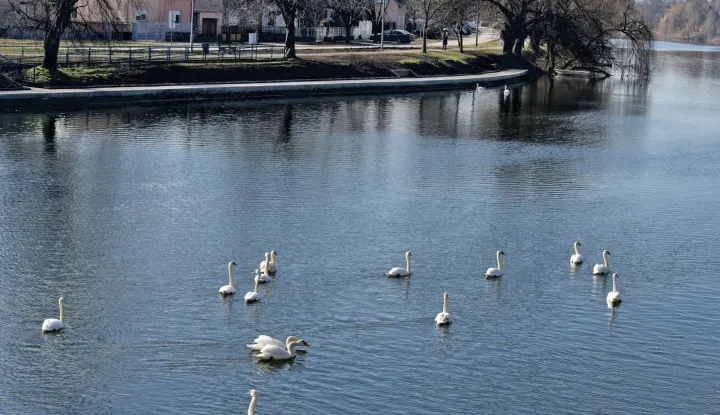 slavonija...vinkovci...25.01.2024.labudovi su se udomacili na bosutu u sredistu grada;foto Gordan Panić