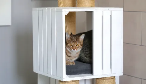 Tenja, 05. 02. 2025., Ulica Svete Ane 66, Udruga 9 života, Mirta Salopek Kotromanović - voditeljica udruge, mačke, mačka, skloni&scaron;te za mačke, napu&scaron;tene mačkeSNIMIO BRUNO JOBST