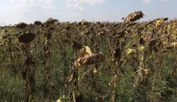 Osijek, 29. 08. 2024, Čepin, zbog dugotrajen su&scaron;e navi&scaron;e su stradali poljoprivredni usijevi, najvi&scaron;e kukuruz i suncokret.snimio GOJKO MITIĆ