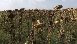Osijek, 29. 08. 2024, Čepin, zbog dugotrajen su&scaron;e navi&scaron;e su stradali poljoprivredni usijevi, najvi&scaron;e kukuruz i suncokret.snimio GOJKO MITIĆ