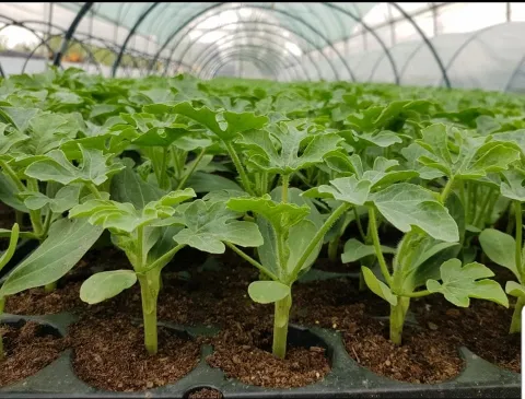 presadnice lubenica u plasteniku OPG-a Ćurdo Soljani, ustupljena fotografija