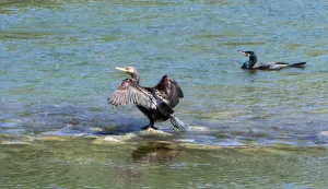 15.04.2020., Osijek - koronavirus, COVID-19, Kormoran na sprudu rijeke Drave poslije zarona su&scaron;i se na suncuFoto: Željko &Scaron;epić