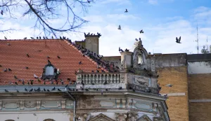 Osijek, 12. 2. 2026., Slobodnjaciarhitektura; golubovi; sunčan dan; ptice; krov; zgrade