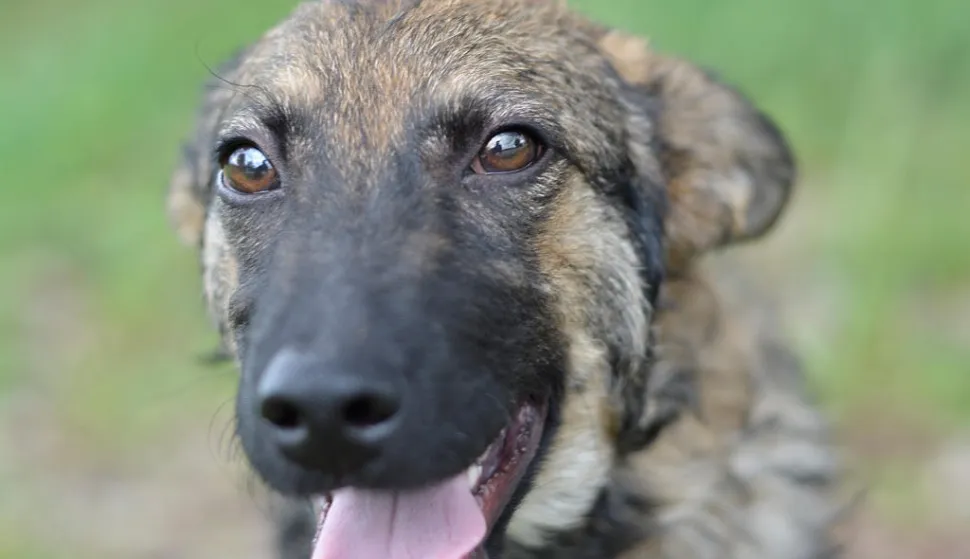 Akcija Udomljavanje je fora, listopad 2025. Pas, azil, napu&scaron;tene životinje, kastracija