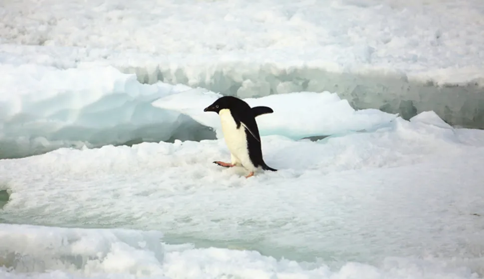 ANTARCTICA-CHINA-PENGUINS (CN)(141227) -- ANTARCTICA, Dec. 27, 2014 (Xinhua) -- Photo taken on Dec. 26, 2014 shows a penguin on the ice near China's Zhongshan Antarctic Station in Antarctica. (Xinhua/Bai Yang) (wyl)Bai Yang Photo: XINHUA/PIXSELL