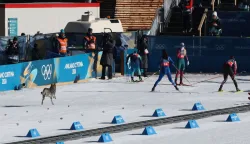 TOPSHOT - A dog wanders on the ski trail during the women's team cross country free sprint qualification event of the Milano Cortina 2026 Winter Olympic Games at Tesero Cross-Country Skiing Stadium in Lago di Tesero (Val di Fiemme), on February 18, 2026. (Photo by Anne-Christine POUJOULAT/AFP)