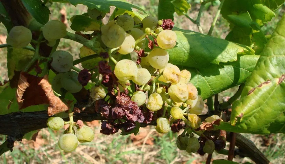 zlatna žutica vinove loze, bolest na vinovoj lozi