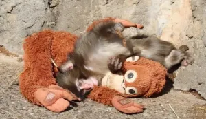 ICHIKAWA, 20. veljače 2026. (Hina/Reuters) - U zoolo&scaron;kom vrtu nadomak Tokija, ograđeni prostor za majmune postao je nezaobilazna atrakcija zahvaljujući nerazdvojnom paru: Punchu, mladunčetu japanskog makakija, i njegovom pli&scaron;anom orangutanu.